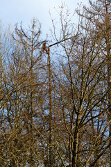 Waldarbeiten auf dem Neroberg in Wiesbaden. Januar 2020.