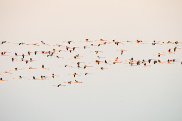 flock of birds flying in the blue sky