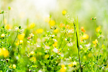 Wiese im Frühling mit blühenden Gräser, Nahaufnahme mit Textfreiraum, Jahreszeit