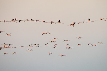 flock of birds on blue sky