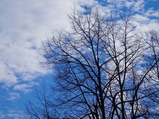 Beautiful panoramic view of the trees with amazing sky and clouds in the background in winter days in the village