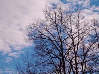 Beautiful panoramic view of the trees with amazing sky and clouds in the background in winter days in the village