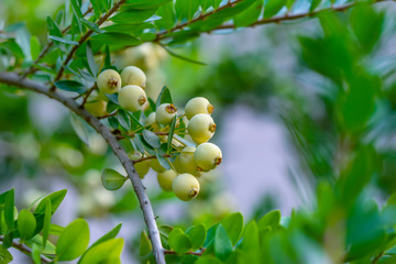 Myrtus communis or myrtle bushes with berries in Var, Provence.