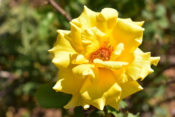 Yellow rose closeup in Wohl Rose Garden Jerusalem