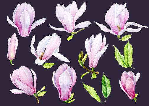 set of magnolia flowers on an isolated black background, watercolor illustration, hand drawing, botanical painting, flora design