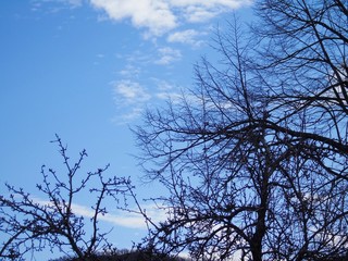 Beautiful panoramic view of the trees with amazing sky and clouds in the background in winter days in the village