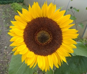 Fototapeta premium Sunflower close-up in the garden