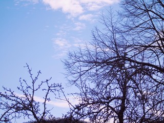 Beautiful panoramic view of the trees with amazing sky and clouds in the background in winter days in the village
