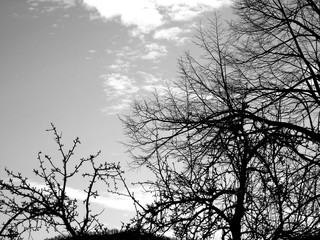 Beautiful panoramic view of the trees with amazing sky and clouds in the background in winter days in the village