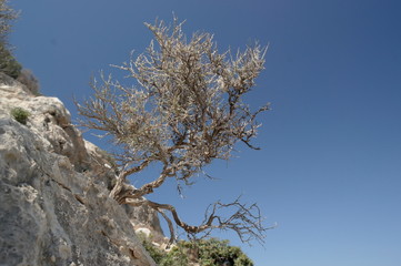 a lone shrub on top of a rocky mountain against a blue sky