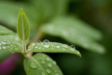 Raindrops on a green leaf