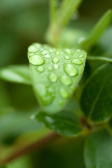 Raindrops on a green leaf