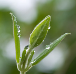 Raindrops on a green leaf