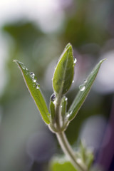 Raindrops on a green leaf