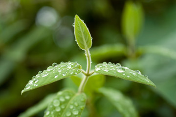 Raindrops on a green leaf