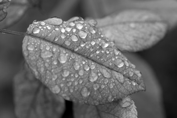 Raindrops on a green leaf