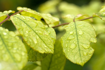 Raindrops on a green leaf