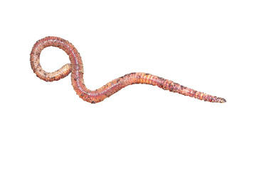 Earthworm dendrobena isolated on white background