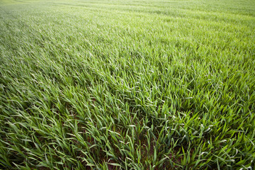 Green wheat field somewhere in Hungary