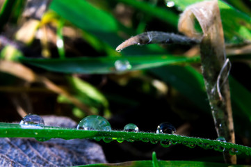 Drop of dew on the green grass