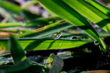Drop of dew on the green grass