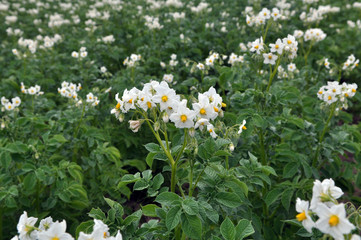 In the field bloom potatoes
