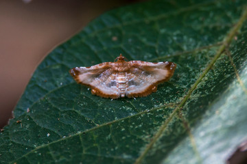 Moth photographed in Linhares, Espirito Santo. Southeast of Brazil. Atlantic Forest Biome. Picture made in 2015.