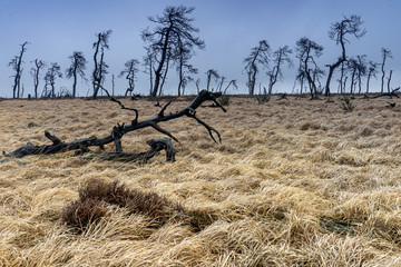 Noir Flohay, Dead trees burned in a fire, Belgium Ardennes.