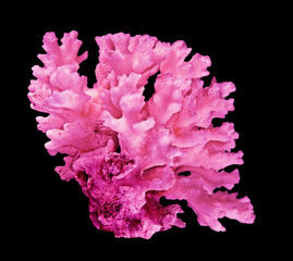 Coral isolated on black background © Dmitry