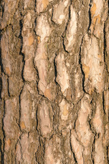 Perennial pine bark close-up.