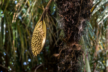 Palm photographed in Linhares, Espirito Santo. Southeast of Brazil. Atlantic Forest Biome. Picture made in 2015.