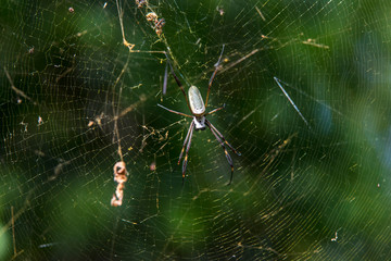 Web spider photographed in Linhares, Espirito Santo. Southeast of Brazil. Atlantic Forest Biome. Picture made in 2015.