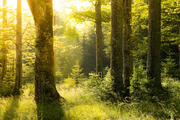 Bright Sun Shining Through the Trees in Forest