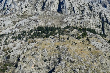 green trees on a large rock