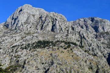 green trees on a large rock