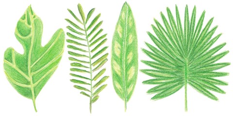 Set of watercolor tropic leaves for decoration