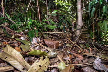 Butterfly photographed in Linhares, Espirito Santo. Southeast of Brazil. Atlantic Forest Biome. Picture made in 2015.