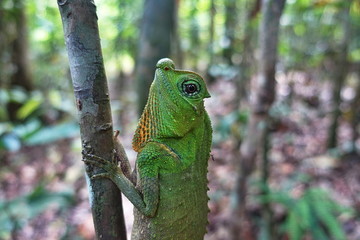 Small lizard sitting on a stick