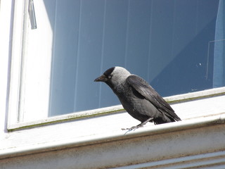 a black jackdaw in front of a window