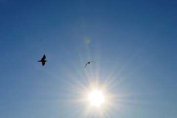 Fototapeta premium the bird flies toward the sun
