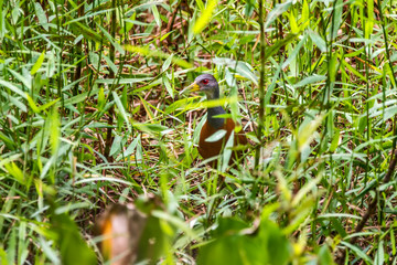 Bird photographed in Linhares, Espirito Santo. Southeast of Brazil. Atlantic Forest Biome. Picture made in 2015.