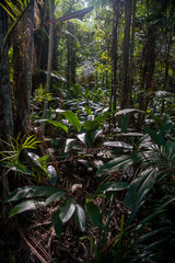 Forest photographed in Linhares, Espirito Santo. Southeast of Brazil. Atlantic Forest Biome. Picture made in 2015.