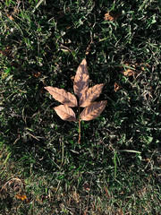 Hoja seca de otoño sobre el césped verde