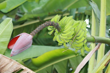 Régime de banane et sa fleur