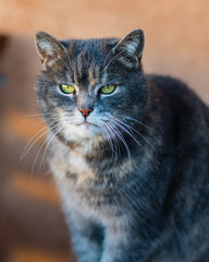 Portrait of house Cat