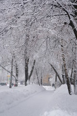 Trees covered with snow in heavy snowfall in city Park.