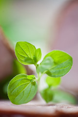 Gałązka oregano © Joanna