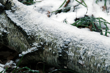 Birch on the ground littered with white snow. Beautiful winter landscape.