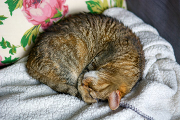Completely relaxed cat sleeps curled up on soft blanket on couch