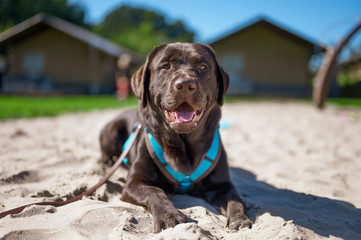 dog on the beach